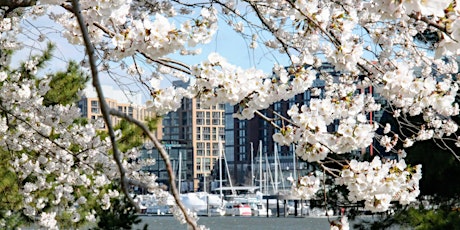 Cherry Blossom Yoga at The Wharf