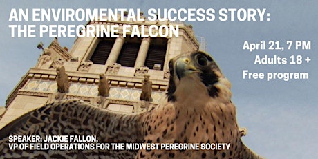 The Story of the Peregrine Falcon