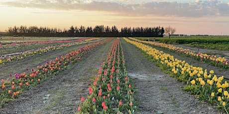 Tulipani di Puglia - Visita e raccolta in campo