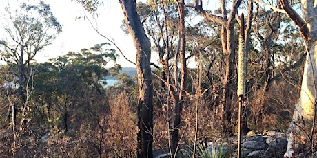 Ku-ring-gai Chase National Park Guided Tour Sun 22 Jan, 9am – 12noon primary image