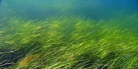 WORKSHOP - Oceanic Bliss: Seagrass Dreaming Wed 18 Jan, 10am – 12noon primary image