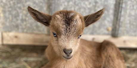 Goat Yoga Nashville- Jubilant June tickets