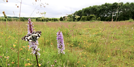 Orchid Spectacular and other chalk grassland wildlife