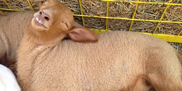 Spring Sheep Shearing and Farm Day