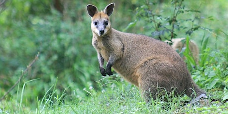 Macropods – pademelons and beyond tickets