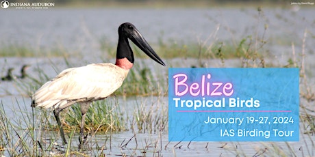 Belize: Tropical Birds Tour