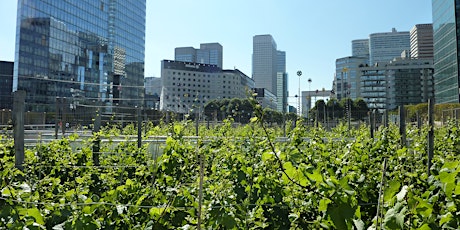 Image principale de Distribution gratuite des pieds de la vigne de La Défense