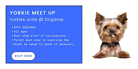 Yorkies at Dogdrop: Saturday Socials at Dogdrop