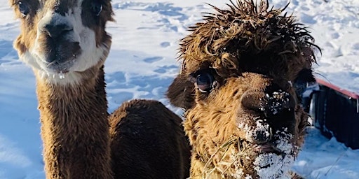 Sing with Alpacas - meet, learn, connect & walk your own alpaca friend