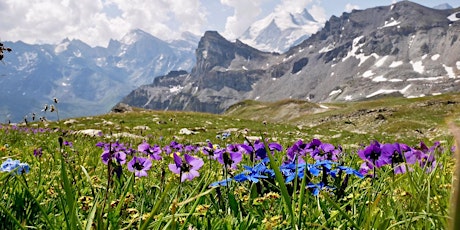 Flowers of the Alps primary image