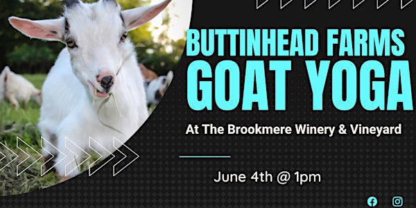 Goat Yoga & Wine at The BrookMere Winery