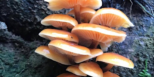 Food Growing training - Mushroom