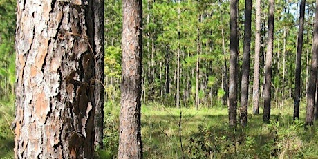 Hauptbild für Forest Stewardship Workshop