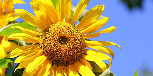 Clean & Green: Easy Non-Toxic Gardening Workshop