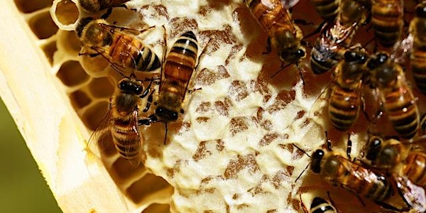 What's The Buzz: Backyard Beekeeping