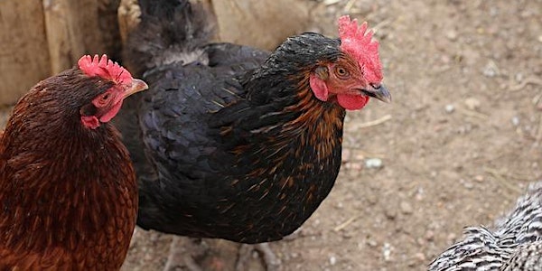 The Egg And I: Backyard Chickens For Everyone