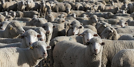 USU Sheep Shearing School primary image