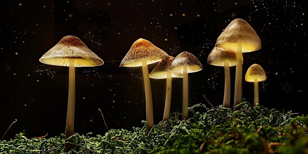The Science of Magic Mushrooms with Dr C. Timmermann
