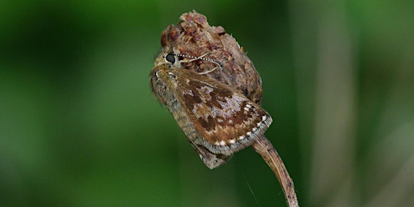 Guided walk for spring butterflies & day flying moths incl. Dingy Skipper