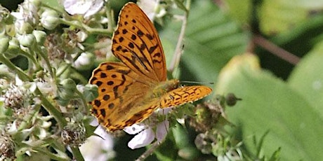 Guided butterfly walk at Bricket Wood Common tickets