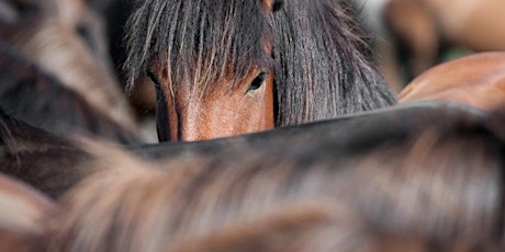 IFEAL 'A Deeper Sense of Knowing' Equine Facilitated Workshop primary image