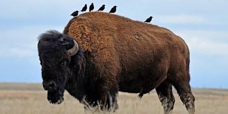 Schweiger Ranch Nature Walk:  Bison in Colorado