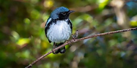 A Pre-Work Bird Walk at Hall's Pond primary image