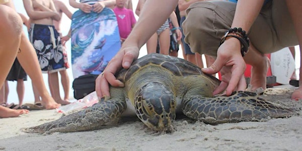 Sea Turtle 101 (2022)