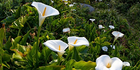 Help Pot Calla Lilies & Take One Home! (Morning)