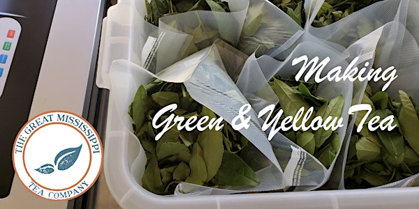 Tea Processing 101 - Green/Yellow (2022)