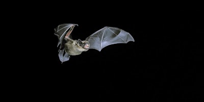 Bat walks at Polesden Lacey