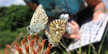 Butterfly Identification and Recording in London's Greenspaces tickets
