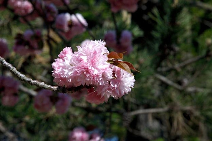 Immagine Visite al giardino giapponese