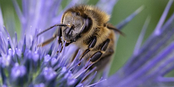 Pressures on Pollinators 2022