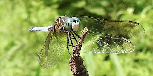 Damselflies, Dragonflies and Birds - Oh My!