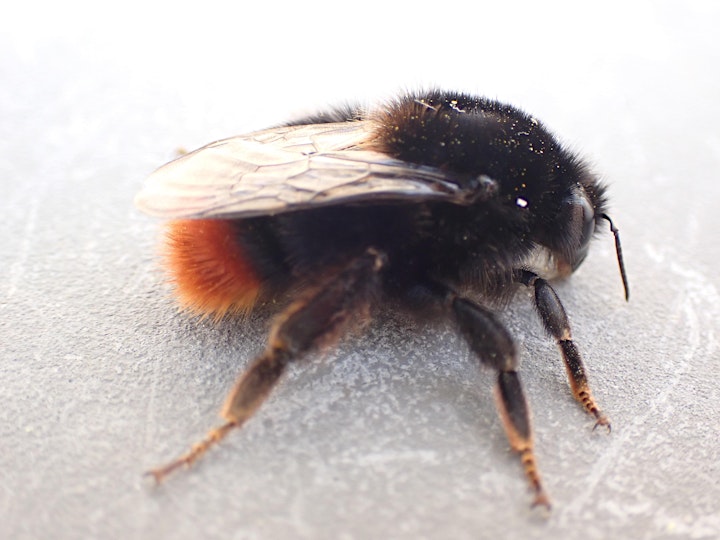 Bee Identification & Recording Workshop - (All Equipment Included) image