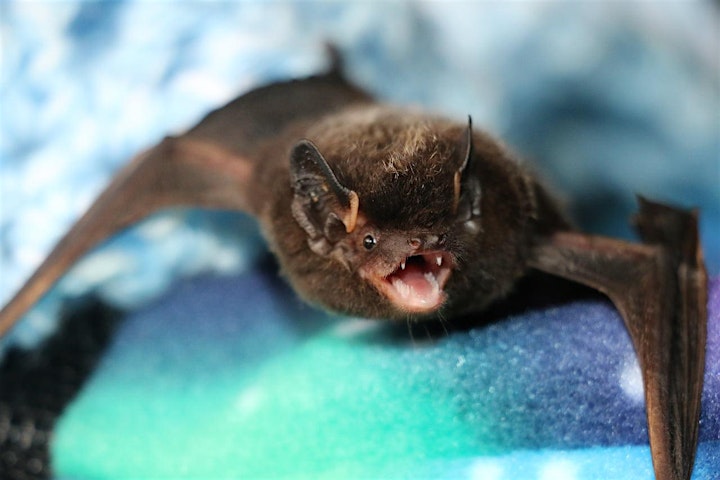 Kentucky Bat Festival image