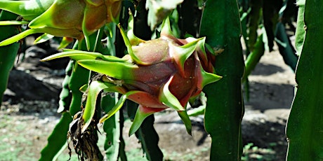 Growing Groceries; Tropical Dragon Fruit tickets
