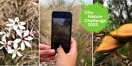 Primaire afbeelding van Walk and Talk at Cherry St. Grassland Reserve: City Nature Challenge 2022
