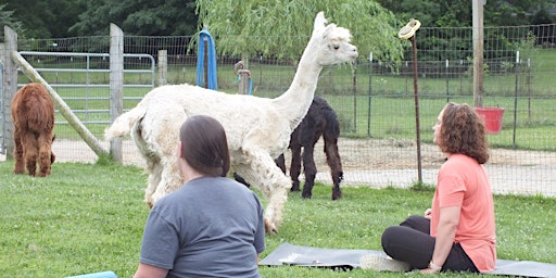 Guided Meditation with the Alpacas