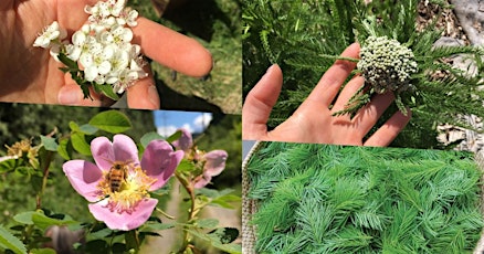 Foraging Walk: Late Spring Medicinal Plants (Cougar Mountain)