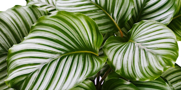 Learn how to save your houseplants and help them thrive