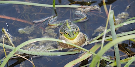 Threatened Frogs - ecology and management primary image