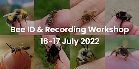 Bee Identification & Recording Workshop - (All Equipment Included) tickets