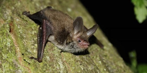 Bats and moths of Maryculter Community Woodland