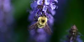 Busy Bees- A Birdwatchers Garden Educational Program