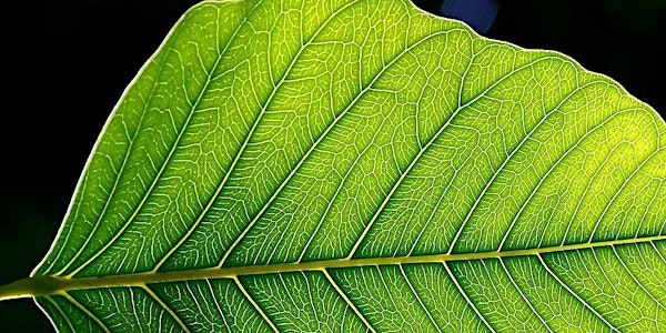 Green Cleaning Workshop