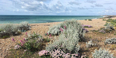 Quiet Corners of the Sussex Coast