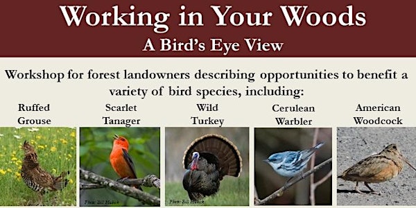 Working in Your Woods - a Bird's Eye View