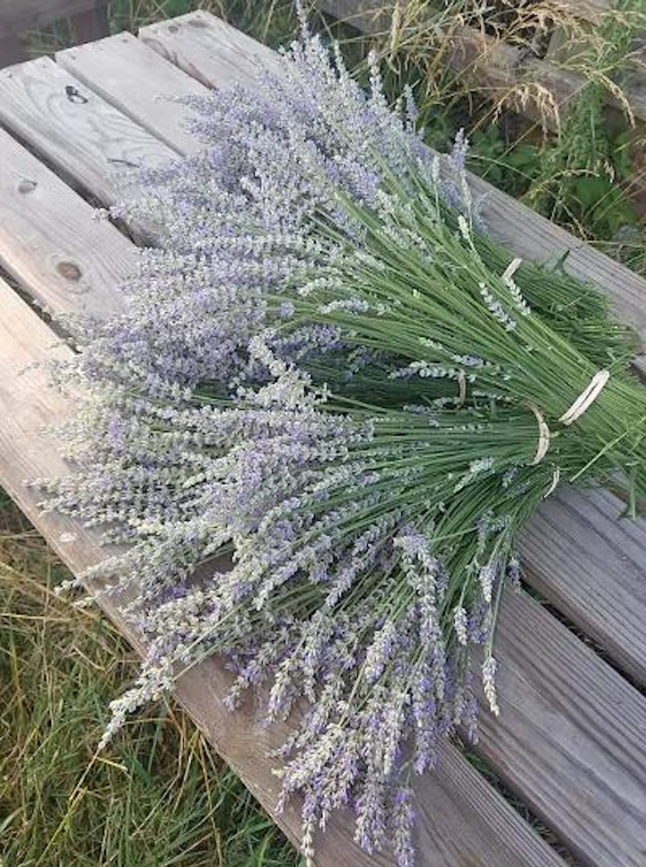Twin Creeks Lavender Farms' U-Pick Season: Ends 7/4/22 image